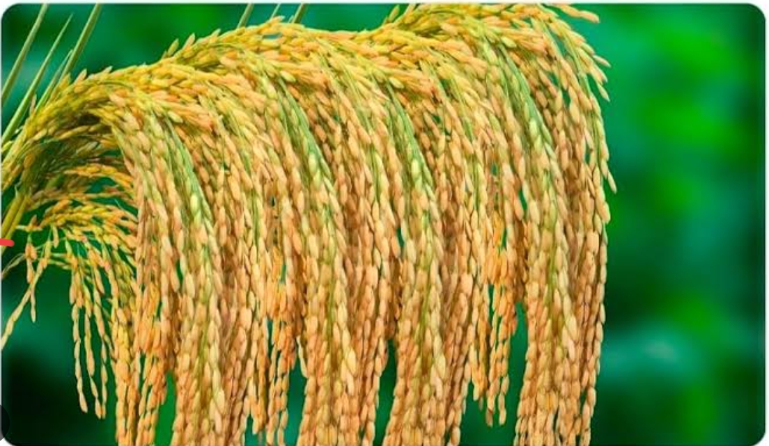 GNS DhartiGold 2411
